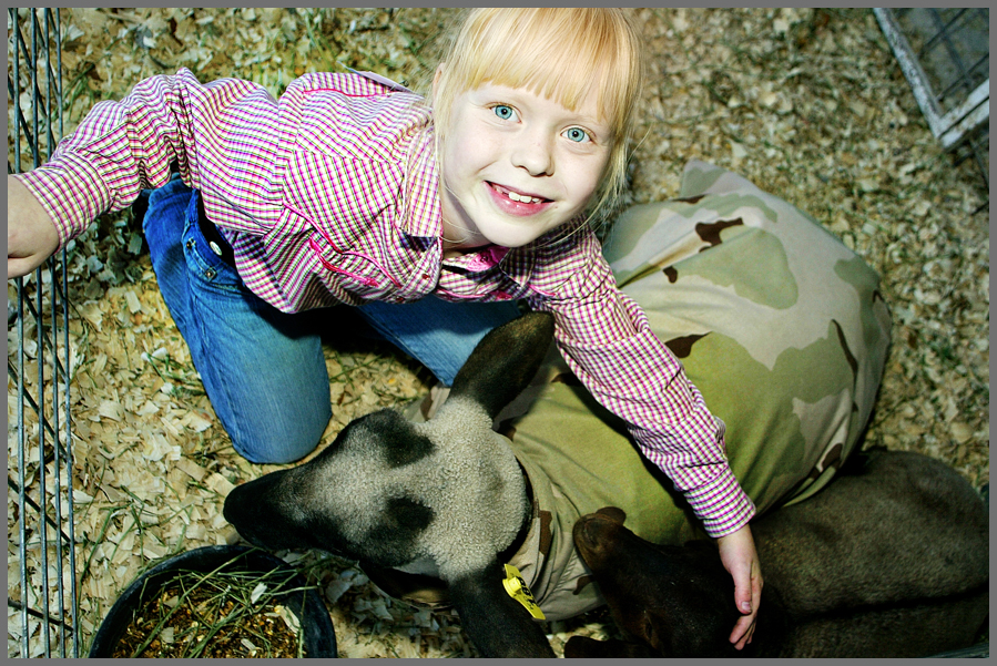 kendall county livestock and rodeo show boerne texas